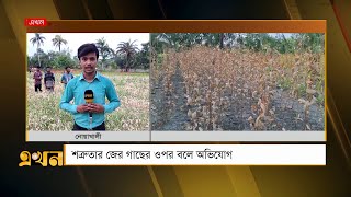 নোয়াখালীতে নার্সারিতে কেমিকেল স্প্রে | Noakhali News | Ekhon TV