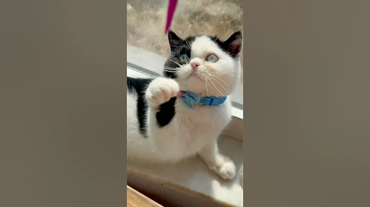 Video 11895371: exotic kitten, kitten blue eyes