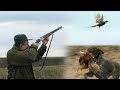 Hunting Serbia - Pheasant hunting | Lov na fazana Senta - Vojvodina | Caccia al fagiano