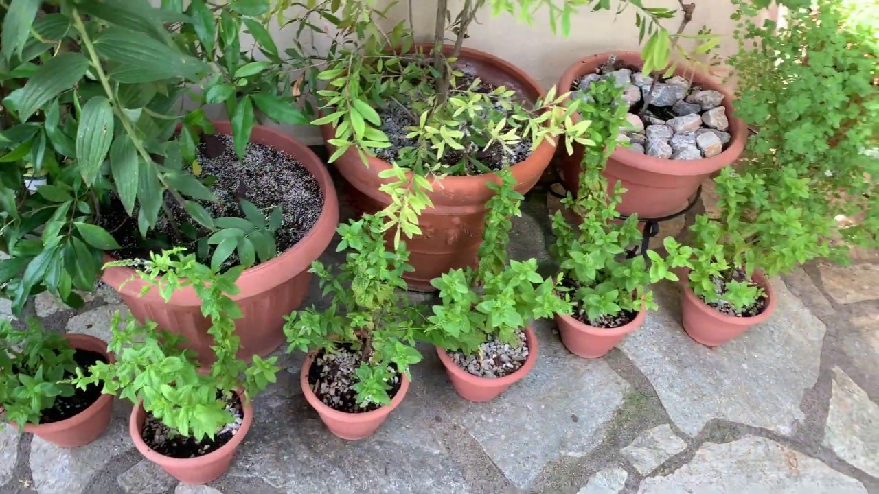 watering-reminder-trick-for-potted-plants-youtube