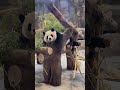 🐼Giant #Panda Ke Dou: 🥱Just woke up, but I'm still adorable as always~🥰