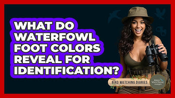 What Do Waterfowl Foot Colors Reveal For Identification? - Bird Watching Diaries