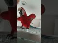 crazy parrot being naughty