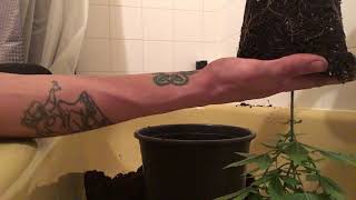 Third instructional video with Uncil Elbow - How to transplant your pot plants