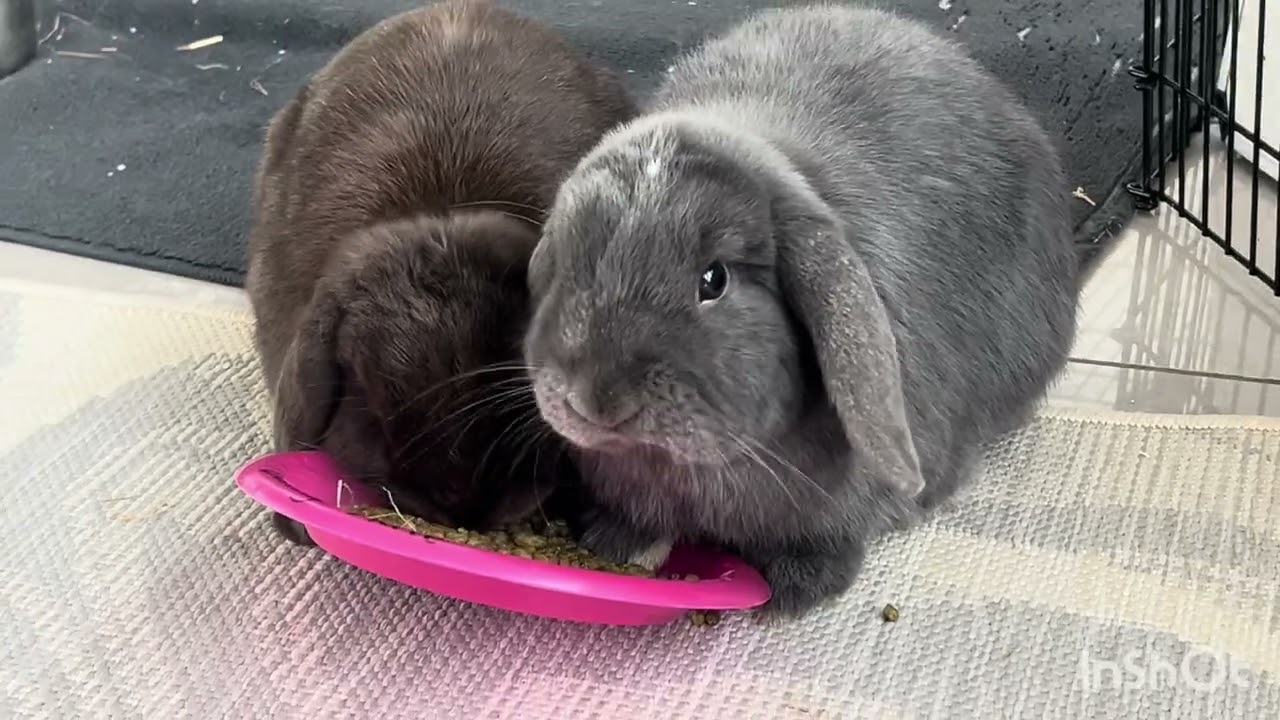 My bunnies enjoying a treat 