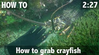 How to Grab Crayfish (Rock lobster)