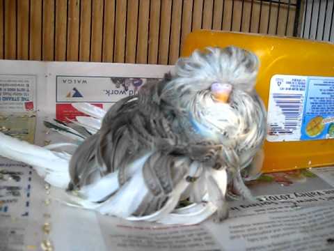feather duster budgie for sale