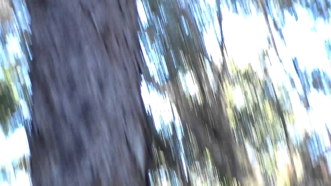 Catface Tree - Withlacoochee State Forest 3 - YouTube