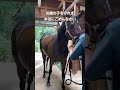 【2025.06.12】子供がいるかもしれない牝馬2頭、23頭目🐴24頭目🐴を無事保護へ #horse #乗馬 #動物 #肥育場 #引退馬 #馬 #繁殖牝馬