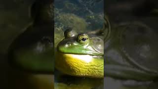 Download Lagu Suara Kodok Lucu. Bunyi Katak. Suara Kodok, Sound Of Frog. #shorts #frog #feedshorts #suarakodok MP3