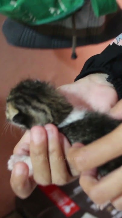 will-a-mother-cat-breastfeed-another-baby-kitten-youtube