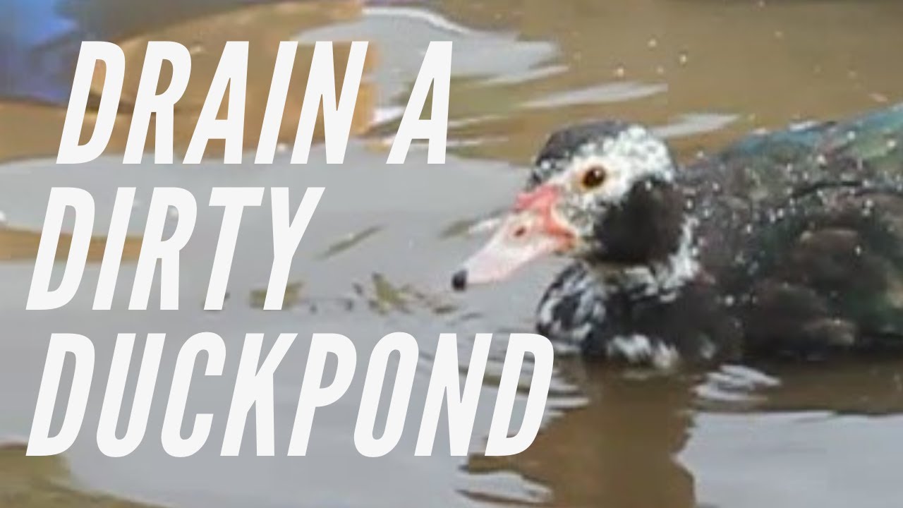 How We Drained Our Dirty Homestead Duck Pond Using A Siphon YouTube how-we-drained-our-dirty-homestead-duck-pond-using-a-siphon-youtube