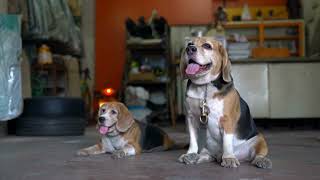 Traveling with a Beagle Tips and Advice for a Smooth Journey