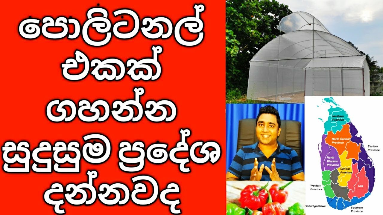 Best Areas to Start Polytunnel Protected Cultivation in Sri Lanka YouTube
