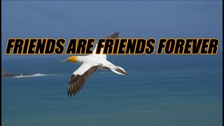 Video thumbnail of "Friends are Friends Forever - acapella with lyrics"