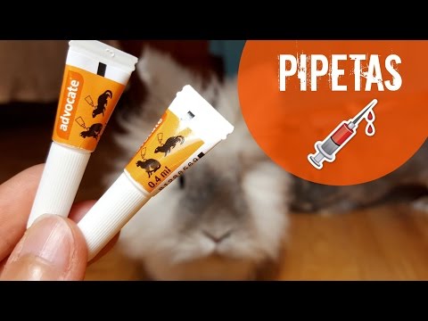 Pipetas antiparásitos en conejos