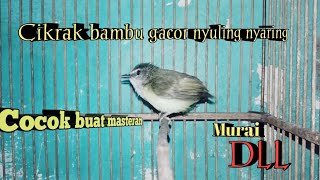 cikrak bambu gacor nyuling