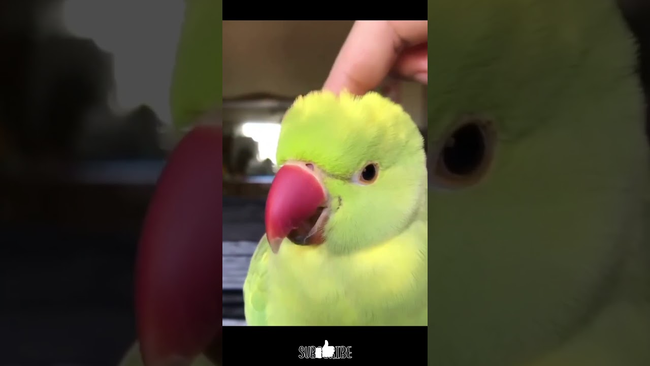 Birds' yawning relaxes people🪶🥱😌 