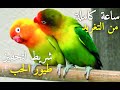 التزاوج بعد سماع هاذا الصوت 100 بإذن الله٠ mp3