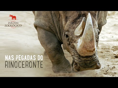 Vídeo: Visitantes Do Zoológico Francês Arranham Seus Nomes Nas Costas De Rinocerontes