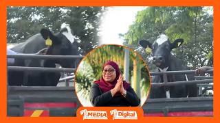 Tazama Ngombe Wa Zawadi Aliyopewa Rais Samia Na Wananchi Arusha