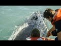 Sea Shepherd Crew Save Humpback Whale Entangled in Illegal Gillnet