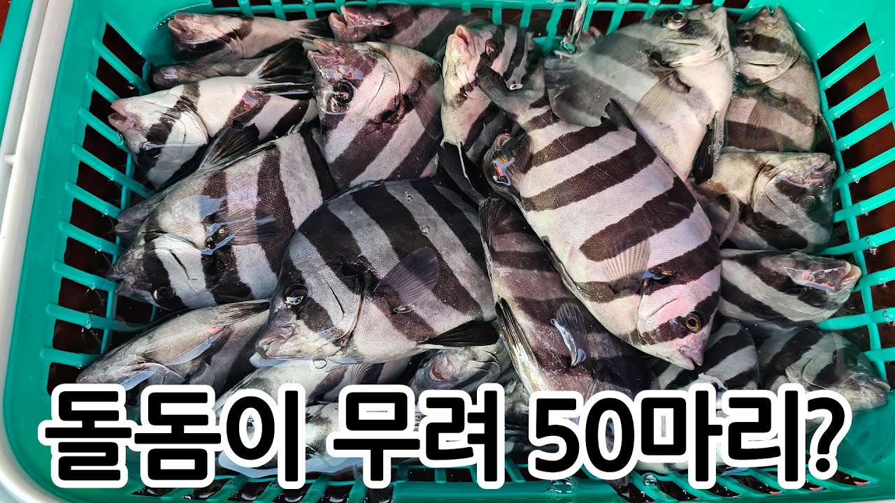 고흥 녹동 여서도/거문도권 돌돔 덜덜이 줄태우는 방법 feat.장비,채비