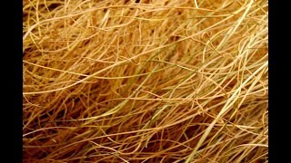How To Identify Dead Grass?