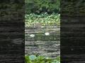 2 Mallard drakes at the pond