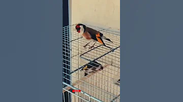صوت تزاوج الحسون يحفز الانثى علي التزاوج خلال اسبوع 
