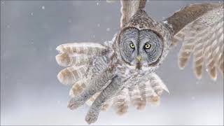 great gray owl sound, calls, and hooting