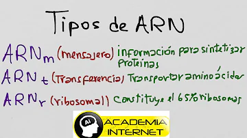 ¿Qué tres tipos de ARN interviene en la síntesis de proteínas?