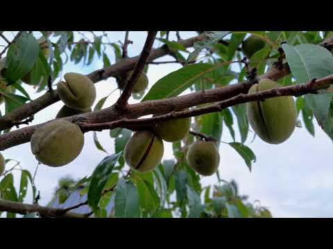 Amandel (Prunus dulcis &rsquo;Robijn&rsquo;) in nederland, grote oogsten!