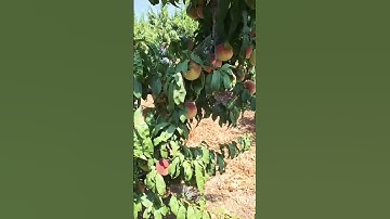 peach farm 🍑#peachfruit #farmer #farmlife #shortsvideo #naturallife