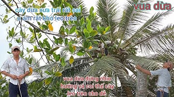 Vua Dừa Miền Tây//vua dừa leo xử lý cây dừa xưa u ám tuông hết dừa nạo và sạt tàu cho thoáng