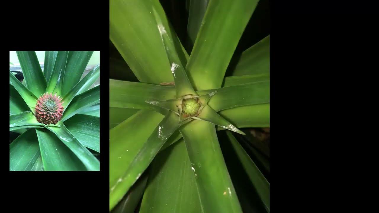 Pineapple Time Lapse YouTube