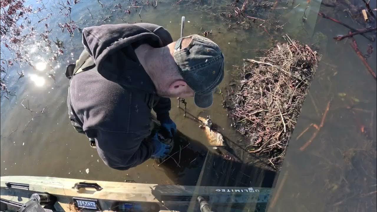 Setting and Catching Muskrats off Huts YouTube