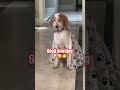 ЁЯР ЁЯе ЁЯШЗ Youtubeshorts Dogshorts Goldendoodle Pet Viralshorts Shorts ЁЯР ЁЯе ЁЯШЗ Youtubeshorts Dogshorts Goldendoodle Pet Viralshorts Shorts