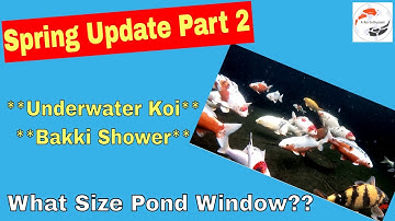 Spring Update Part 2 **Underwater Koi Video** **Bakki Shower** **What Size Pond Window?** Blue Tits