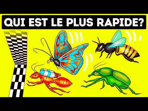 Qui l’emporterait dans une course de vitesse entre les insectes ?