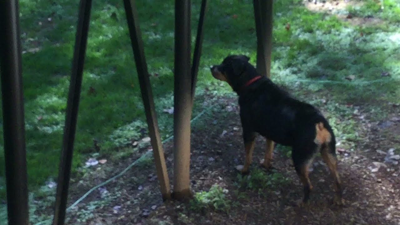 Coyote Comes Close to Rottweiler || ViralHog - YouTube