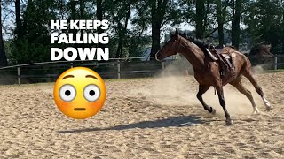Helping this Warmblood find Balance and Confidence
