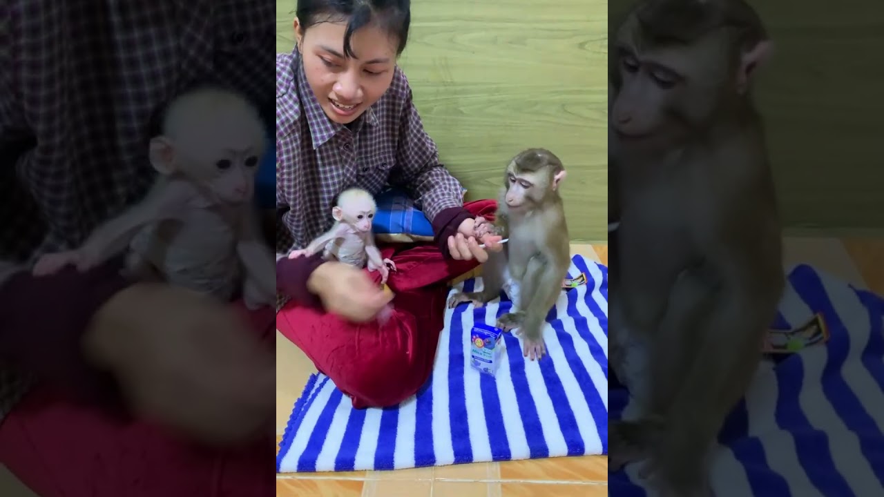 Cute Baby Monkey Drinking Milk 🍼🐒 | Sweet Family Moment You’ll Love
