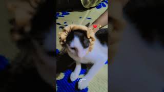 chal coffee piyange #catfunny #cat #cute 🤣🤣🤣🤣