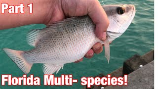 Fishing Off The Beach & Jetties In Anna Maria Island, Florida! MultiSpecies Action!!