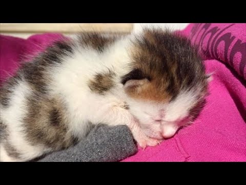 Videó: Genetikai anomáliák a vad macskákban