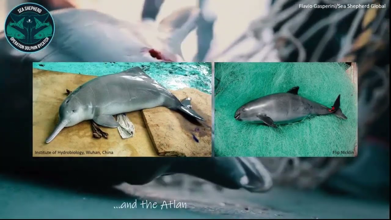 Tout savoir sur le dauphin à bosse de l'Atlantique.