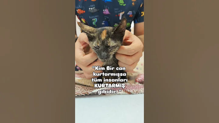 Video 11566091: abyssinian kitten, kitten adoption