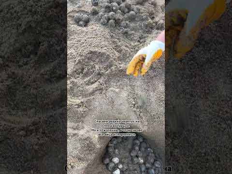 Гнезда морских черепах карета-карета. #турция #черепахи #турция2025