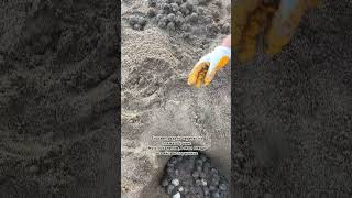 Гнезда морских черепах карета-карета. #турция #черепахи #турция2025